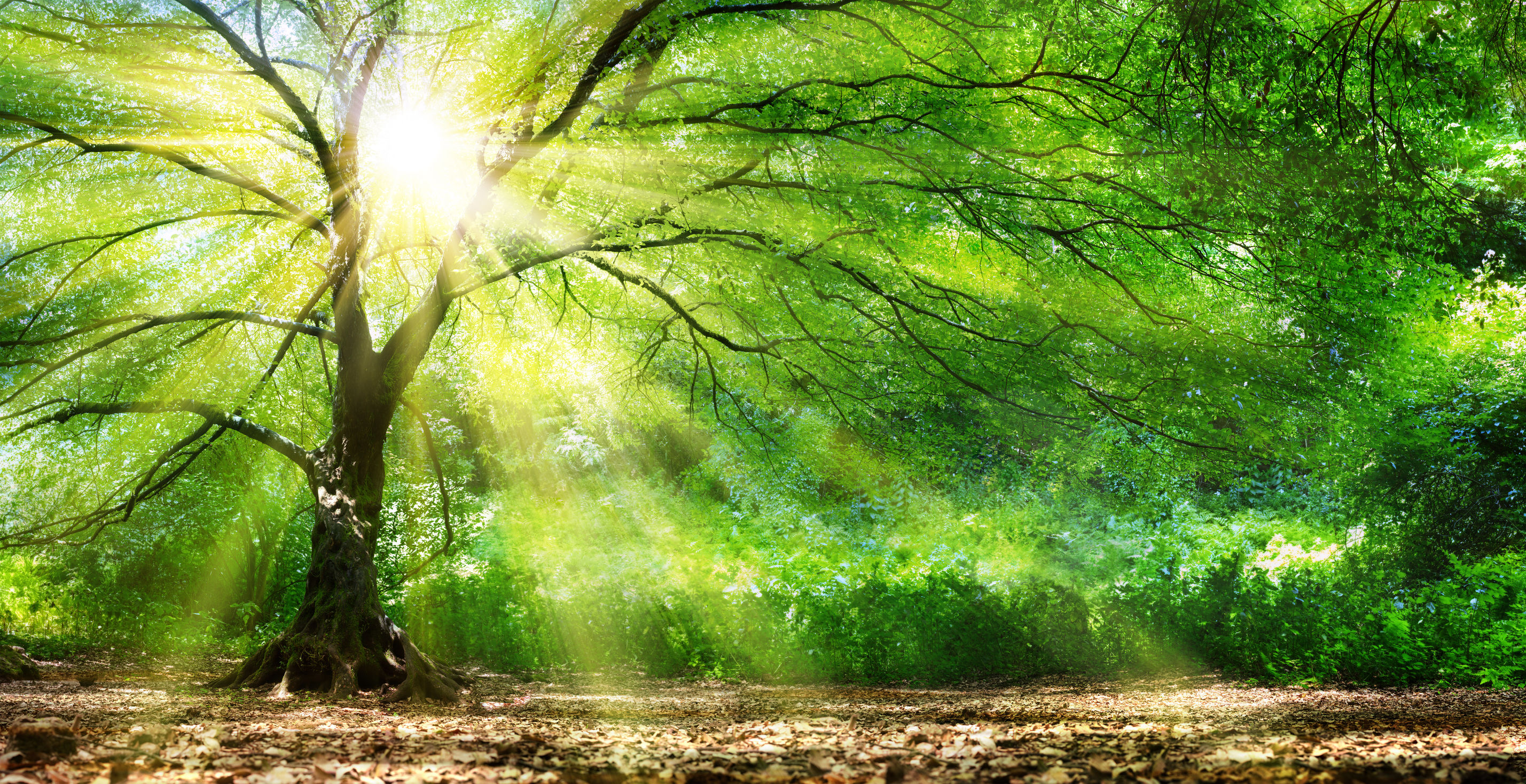 74356723 – tree with sunshine in wild forest